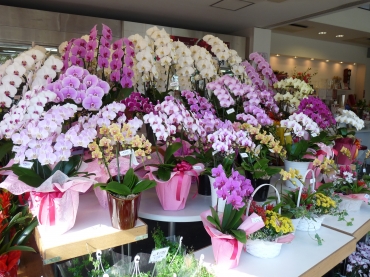 「はせがわ生花店」　（群馬県太田市）の花屋店舗写真3